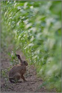 vor'm Maisdschungel... Feldhase *Lepus europaeus*