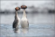der Pinguintanz... Haubentaucher *Podiceps cristatus*