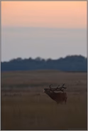 immer wieder ein Erlebnis... Rotwildbrunft *Cervus elaphus*