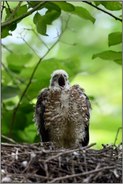 herzhaft gähnend... Sperber *Accipiter nisus*