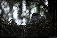 bei Regen... Sperber *Accipiter nisus*, Sperberweibchen auf dem Horst