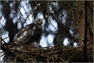 allein auf dem Horst... Sperber *Accipiter nisus*