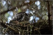 zurück im Nest... Sperber *Accipiter nisus*
