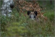 verborgene Blicke... Wildschwein *Sus scrofa *