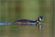 der Blick... Haubentaucher *Podiceps cristatus*