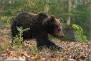 auf großen Tatzen... Europäischer Braunbär *Ursus arctos*