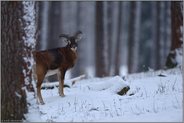 im Schnee... Europäischer Mufflon *Ovis orientalis musimon*