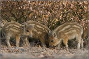 einer versteckt sich... Frischlinge *Sus scrofa*