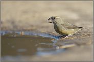 der Ruf... Kiefernkreuzschnabel *Loxia pytyopsittacus*