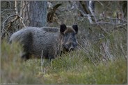 weit verbreitet... Wildschwein *Sus scrofa*