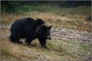 frühmorgens... Europäischer Braunbär *Ursus arctos arctos*