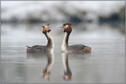 Frühlingsgefühle... Haubentaucher *Podiceps cristatus*