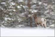 im Winterland... Dickhornschaf *Ovis canadensis*