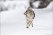 erschrocken... Kojote *Canis latrans*