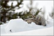 Schlafenszeit... Kojote *Canis latrans*