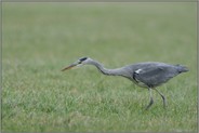 auf leiser Jagd... Graureiher *Ardea cinerea*