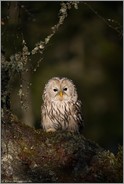 Eulen in Europa... Habichtskauz *Strix uralensis*