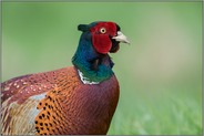 close-up... Jagdfasan *Phasianus colchicus*