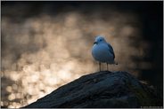 zum Sonnenuntergang... Sturmmöwe *Larus canus*