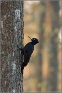 Charaktervogel... Schwarzspecht *Dryocopus martius*