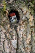 nicht zu überhören... Buntspecht *Dendrocopos major*