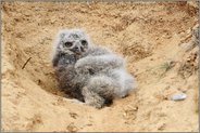 aufgeweckt... Europäischer Uhu *Bubo bubo*