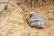 Schreihals... Europäischer Uhu *Bubo bubo*