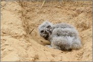 der Blick... Europäischer Uhu *Bubo bubo*