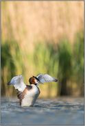 so groß bin ich... Haubentaucher *Podiceps cristatus*