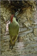 den Schnabel voll... Grünspecht *Picus viridis*