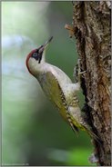 irgendwo im Wald... Grünspecht *Picus viridis*