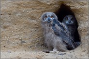 zwei Augenpaare...  Europäischer Uhu *Bubo bubo*