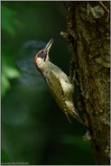 mit vollem Kropf... Grünspecht *Picus viridis*
