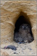 Langeweile... Europäischer Uhu *Bubo bubo*