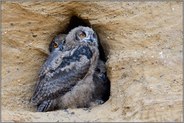 Gedränge... Europäischer Uhu *Bubo bubo*