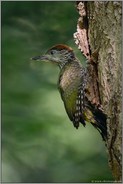 flügge... Grünspecht *Picus viridis*