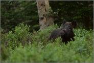 Geruchssinn... Wildschwein *Sus scrofa*