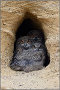Full House... Europäischer Uhu *Bubo bubo*