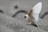 auf dem Scheunendach... Rauchschwalbe *Hirundo rustica*