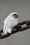 im Hochformat... Rauchschwalbe *Hirundo rustica*