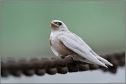 leuzistisch... weisse Rauchschwalbe *Hirundo rustica*