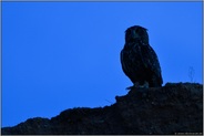 auf nächtlichem Beutezug... Europäischer Uhu *Bubo bubo*