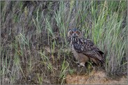 nahezu perfekt getarnt... Europäischer Uhu *Bubo bubo*