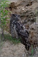 Könige der Nacht... Europäischer Uhu *Bubo bubo*