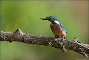 gespannt... Eisvogel *Alcedo atthis*