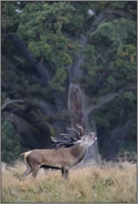 beeindruckend... Rothirsch *Cervus elaphus*