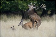auf dem Höhepunkt... Rothirsch *Cervus elaphus*