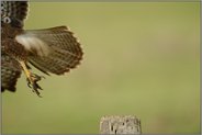 zu langsam (oder zu schnell)... Mäusebussard *Buteo buteo* beim Abflug von einem Zaunpfahl