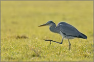 goldenes Licht... Graureiher *Ardea cinerea*