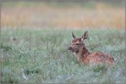 Hirschkalb... Rothirsch *Cervus elaphus*